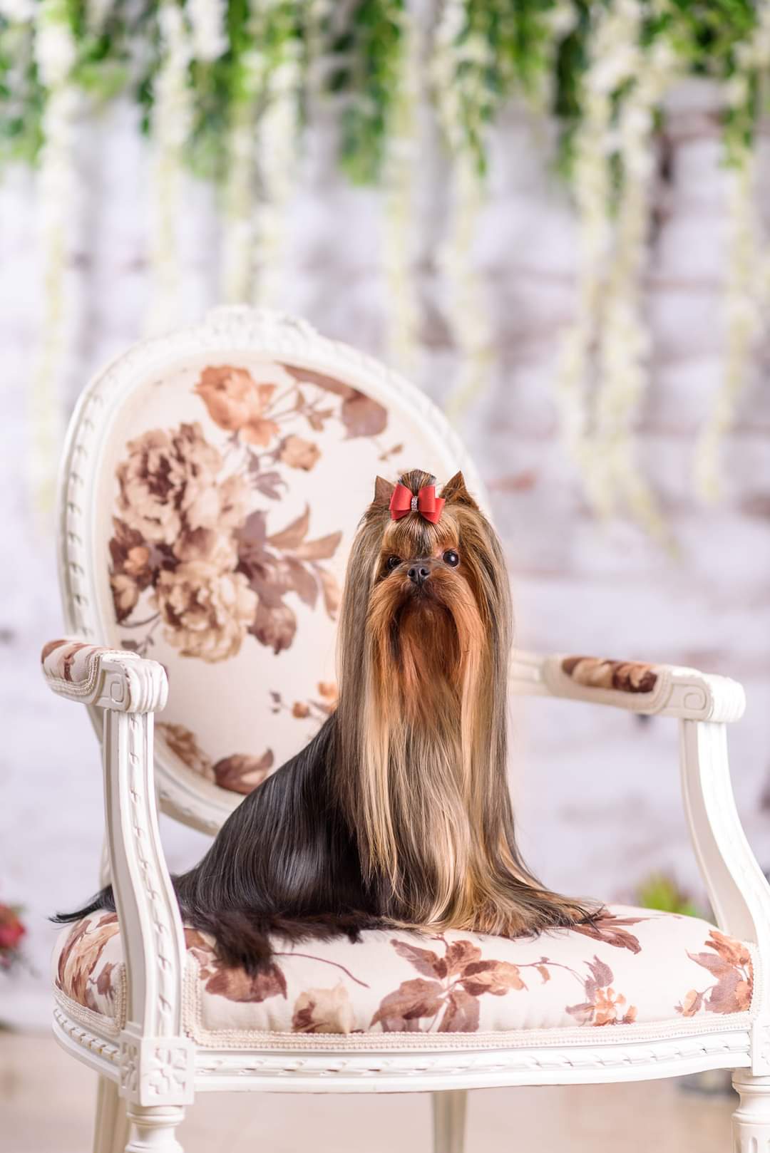  Mini Shop Too Cool To Be True — Labaza DogPedigree YorkshireTerrier